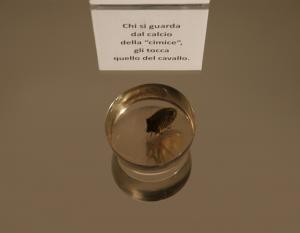 pauraNOVANTA_SINGOLI_cimice cavallo