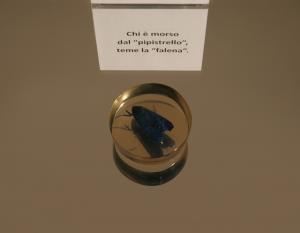 pauraNOVANTA_SINGOLI_falena pipistrello