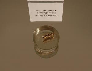 pauraNOVANTA_SINGOLI_scolopendra miele