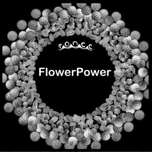 OPERE flowerPower stampa 26