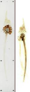 OPERE paradisi art GERBERA 1b